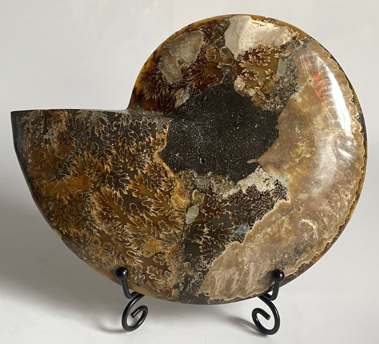 Fosila - Amonit 16.5cm - Decoratiune Naturala