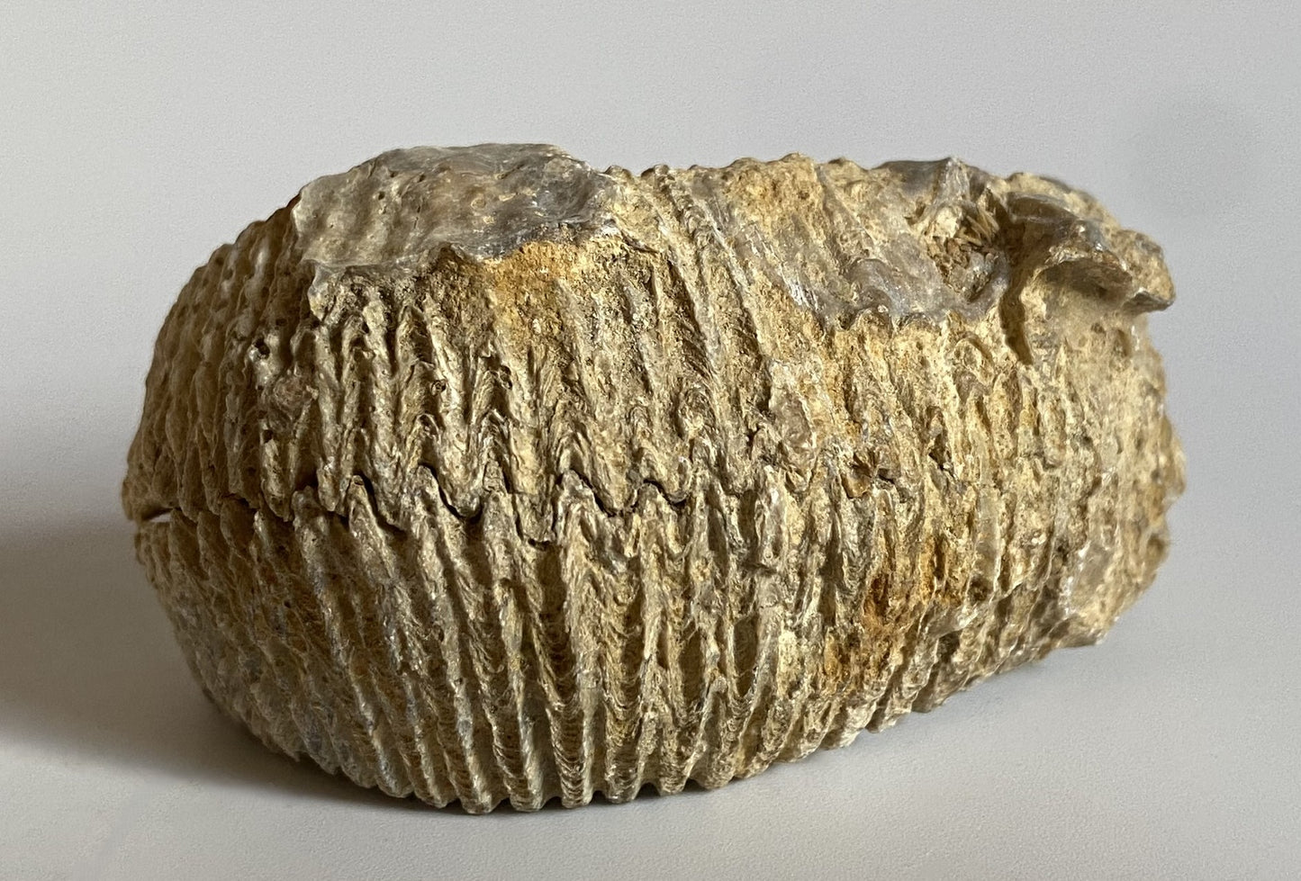 Fosila Stridie - Specimen 6.6cm