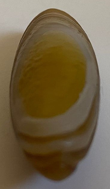 Agat Gobi - Specimen 5.2cm - Pietre Semipretioase Naturale