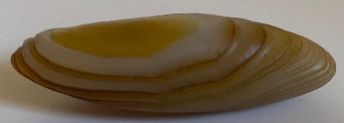 Agat Gobi - Specimen 5.2cm - Pietre Semipretioase Naturale