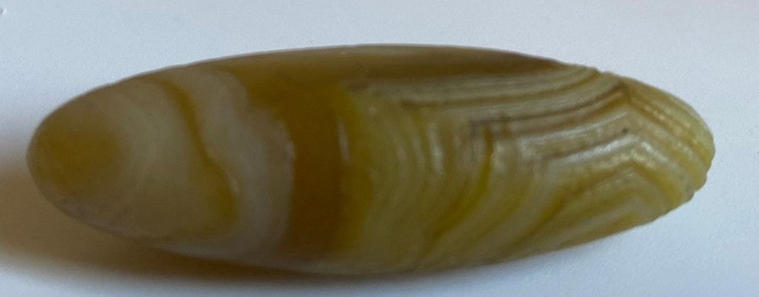 Agat Gobi - Specimen 4.5cm - Pietre Semipretioase Naturale
