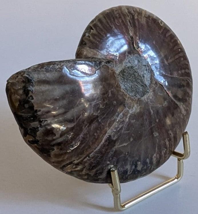 Specimen intreg pentru colectie din fosila de amonit rainbow pe suport metalic cu fundal alb