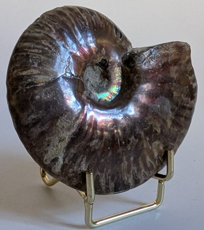 Specimen intreg pentru colectie din fosila de amonit rainbow de 7.2cm pe suport metalic cu fundal alb