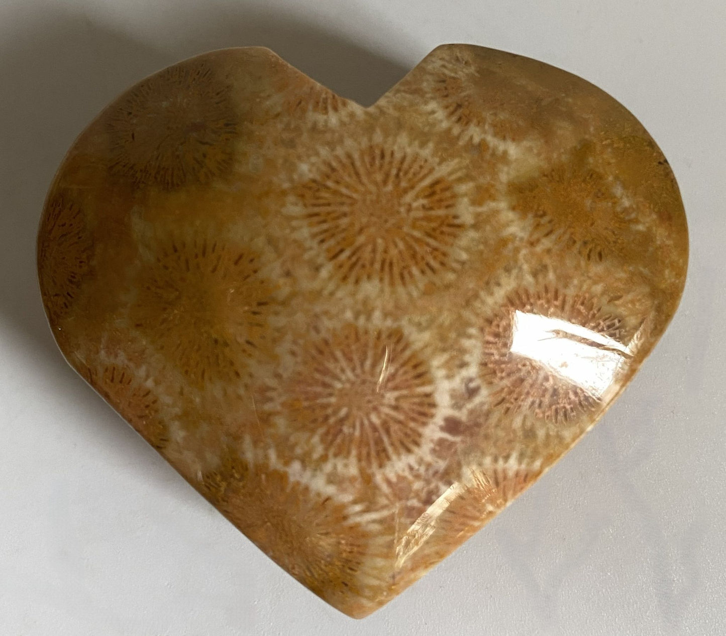 Inima din piatra semipretioasa de coral fosilizat pe fundal alb