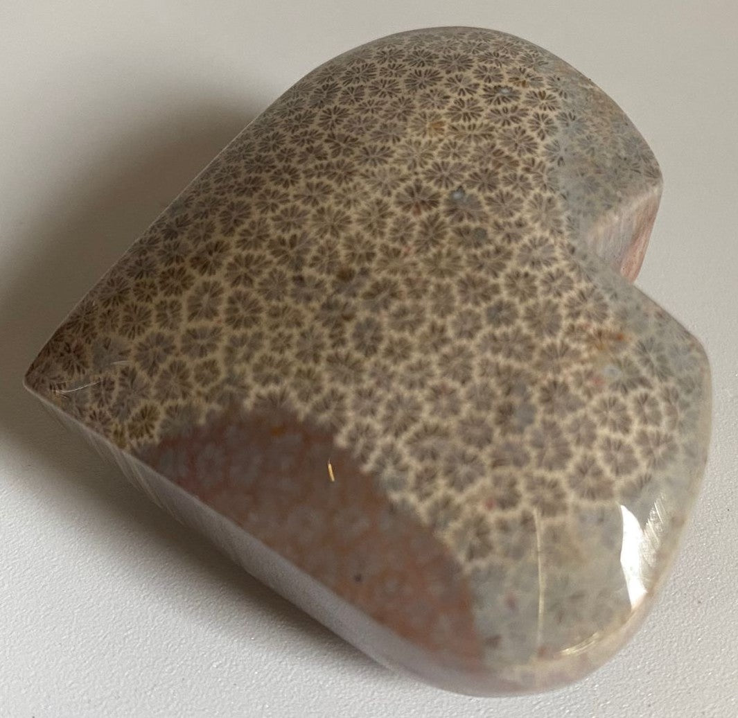 Inima de 5.3cm din piatra semipretioasa de coral fosilizat cu fundal alb