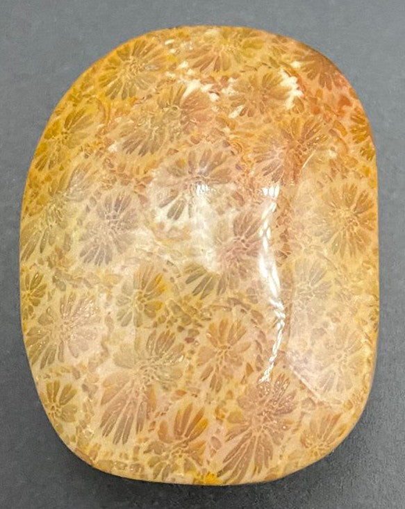 Palm Stone din piatra semipretioasa de coral fosilizat pe fundal negru