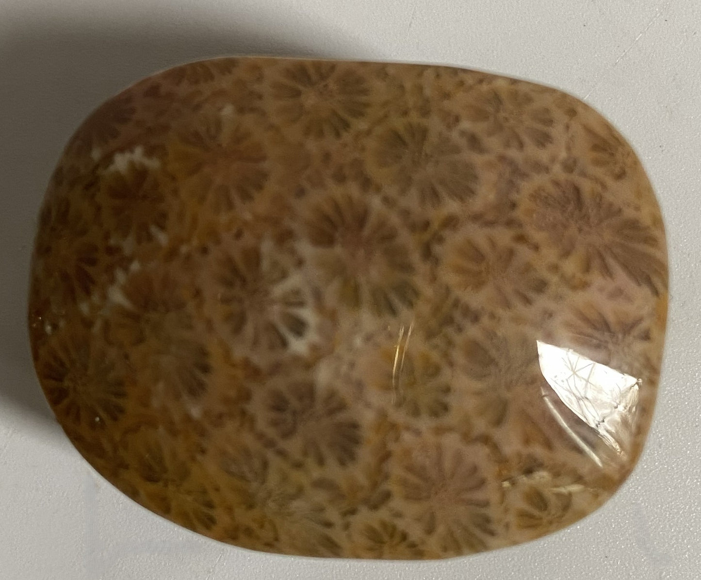 Palm Stone din piatra semipretioasa de coral fosilizat pe fundal alb