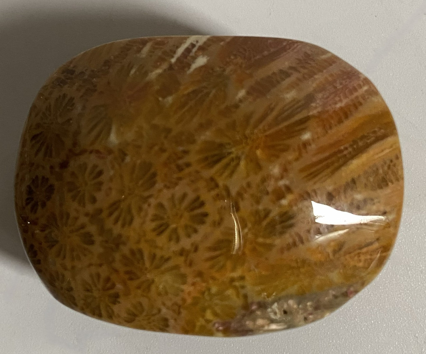 Palm Stone din cristal de coral fosilizat pe fundal alb