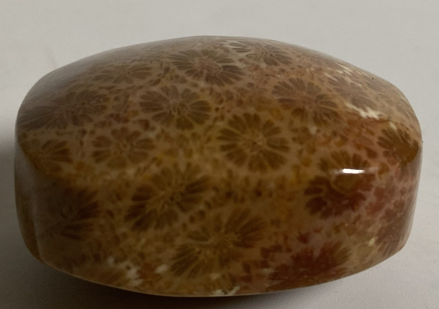 Palm Stone de 3.7cm din piatra semipretioasa de coral fosilizat pe fundal alb