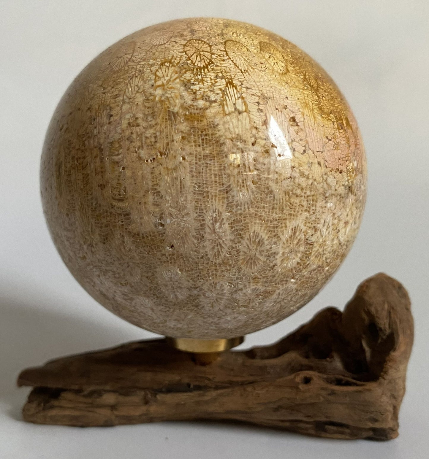 Sfera din cristal de coral fosilizat pe suport din lemn cu fundal alb
