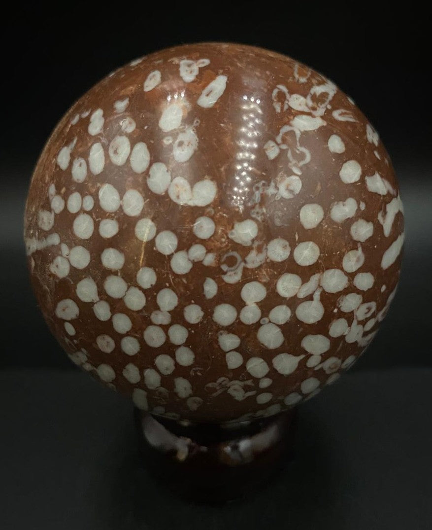 Sfera din coral fosilizat pe fundal negru sub lumina artificiala