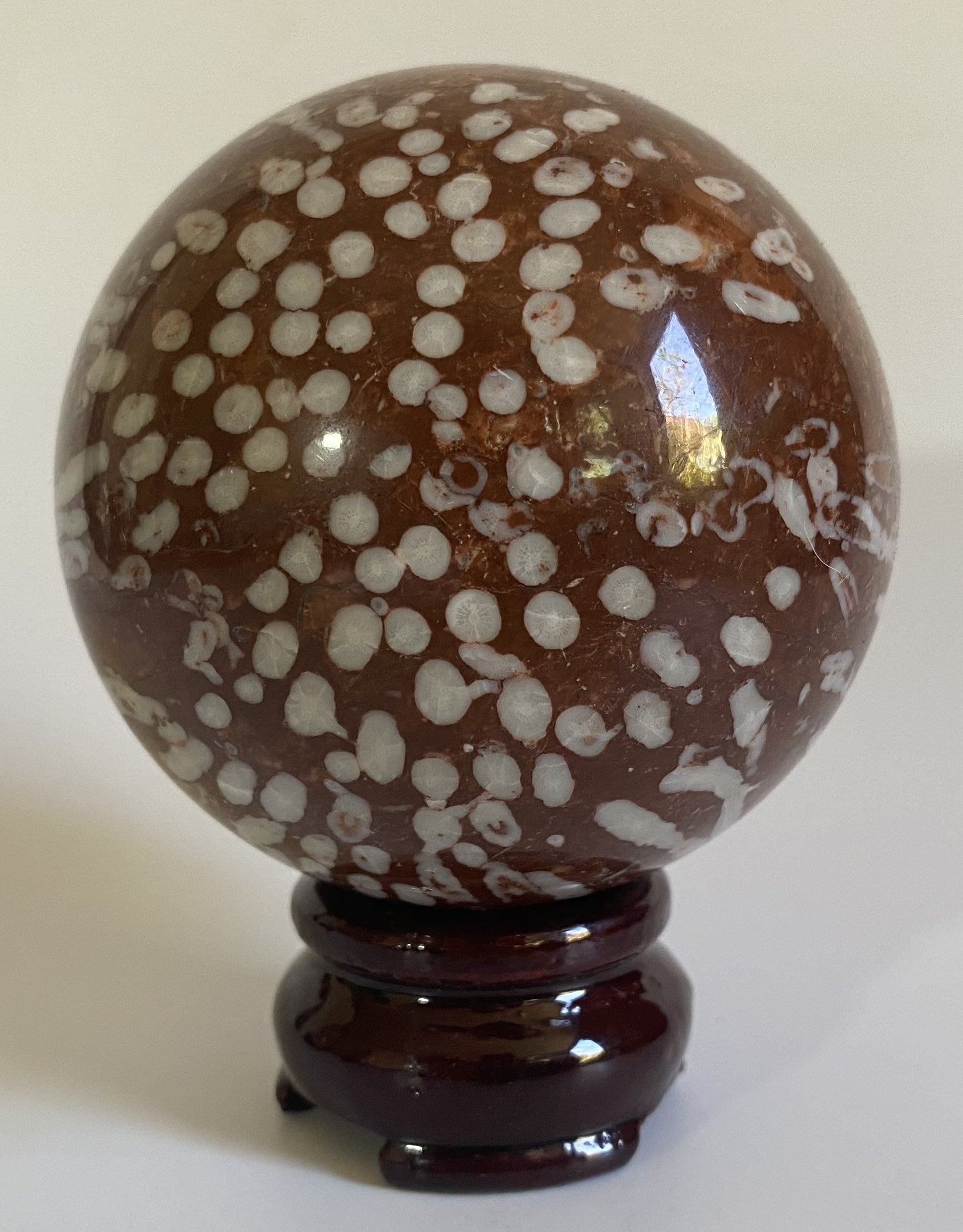 Sfera din coral fosilizat pe fundal alb sub lumina naturala