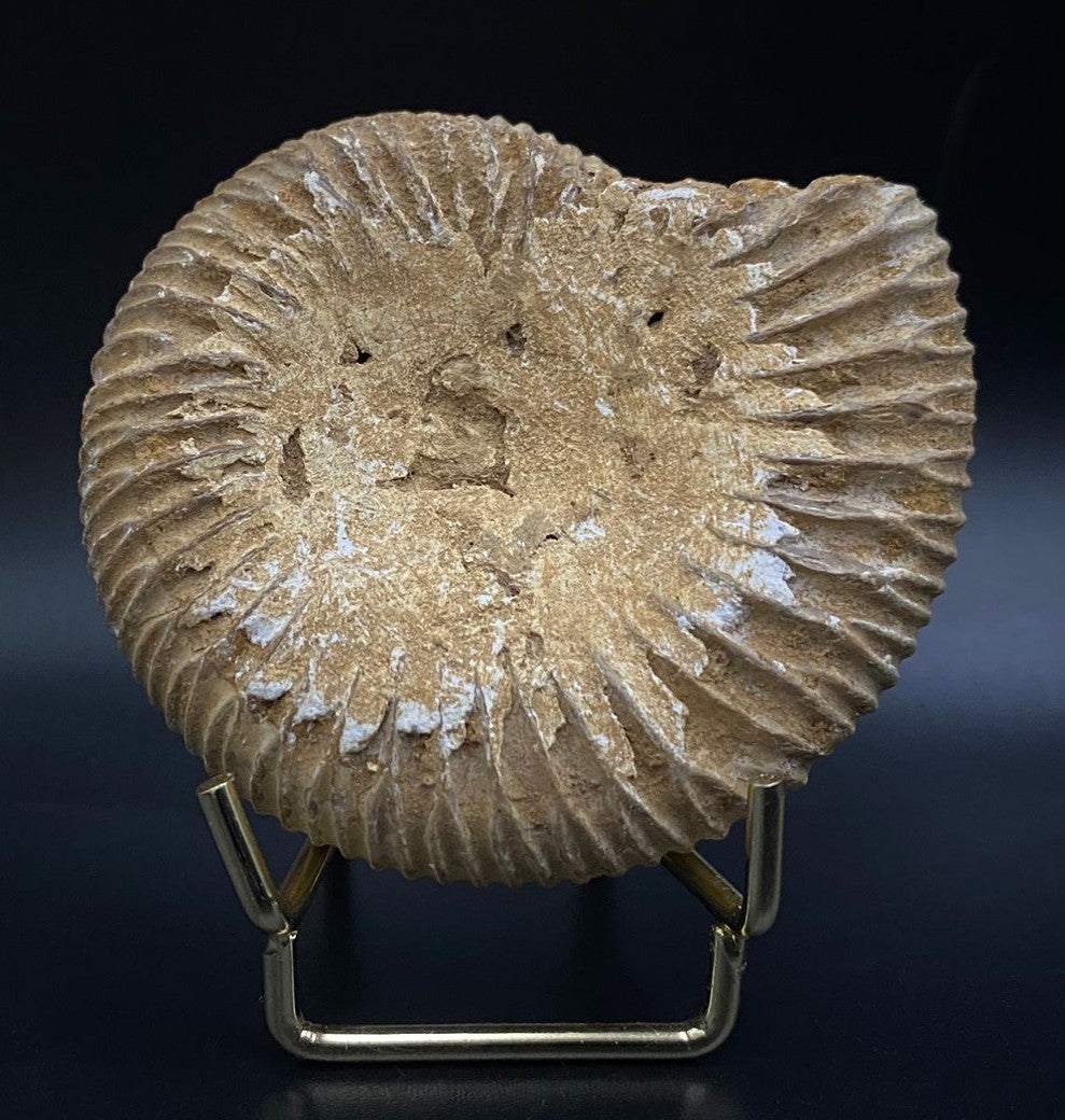 Fosila Amonit naturală de 6.3cm pe suport metalic decorativ