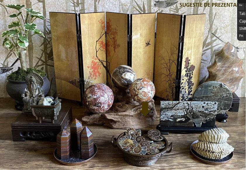 Decor cu fosile de amonit, specimene mici sectionate cu diverse cristale