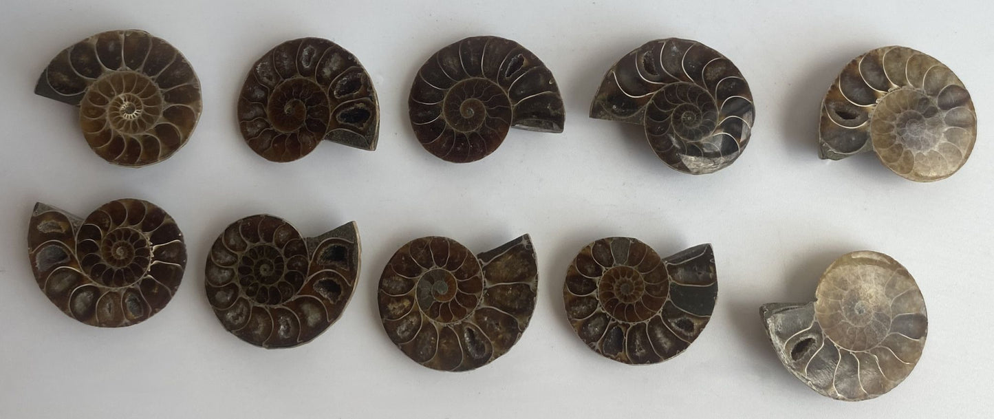 Fosile de amonit, specimene mici sectionate pe fundal alb