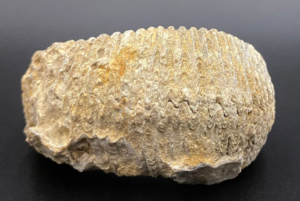 Specimen de fosila de stridie pe fundal negru