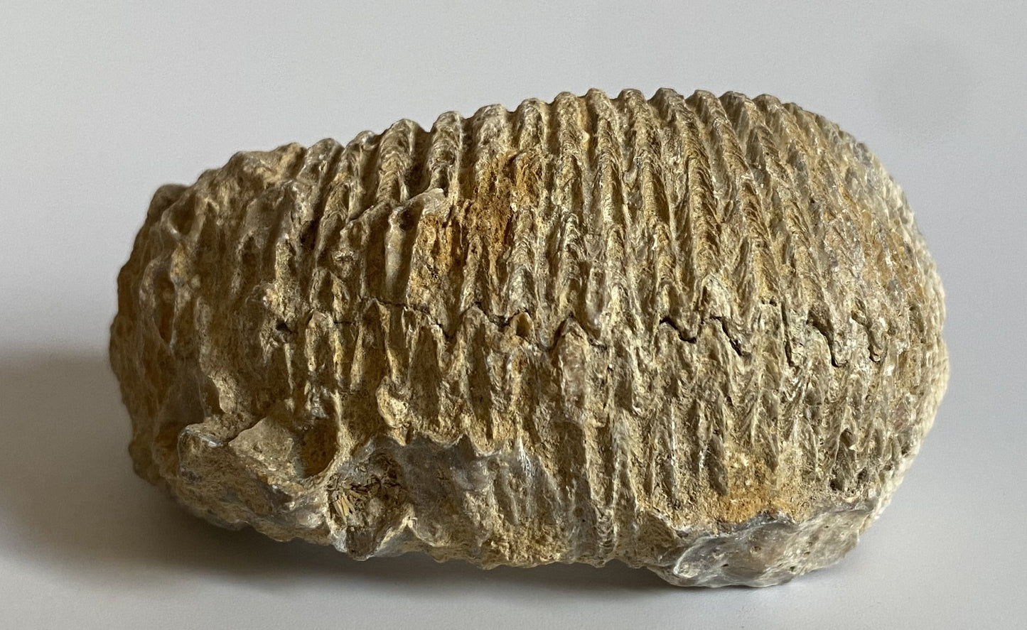 Specimen de fosila de stridie pe fundal alb