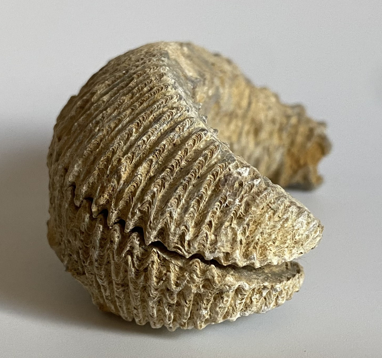 Fosila Stridie - Specimen 6.6cm