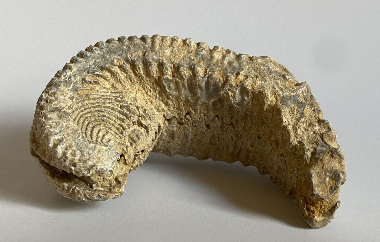 Fosila Stridie - Specimen 6.6cm