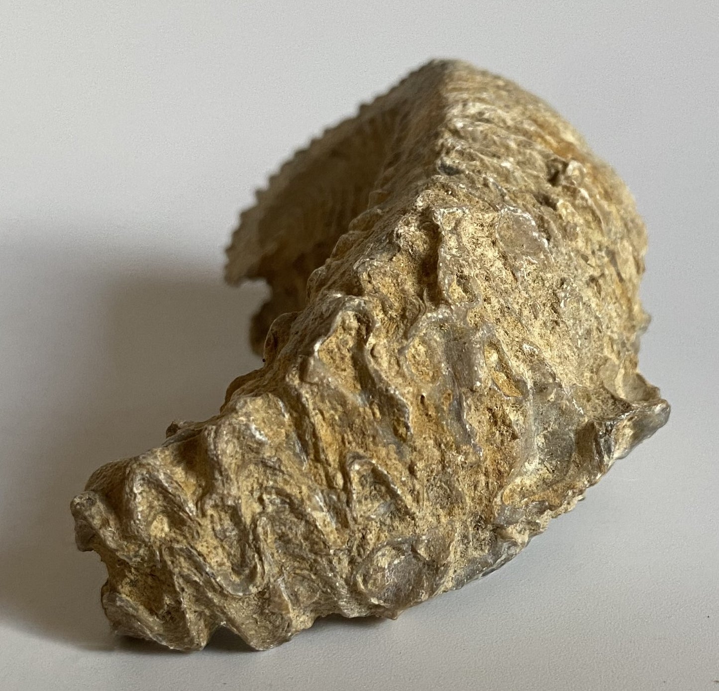Fosila Stridie - Specimen 6.6cm