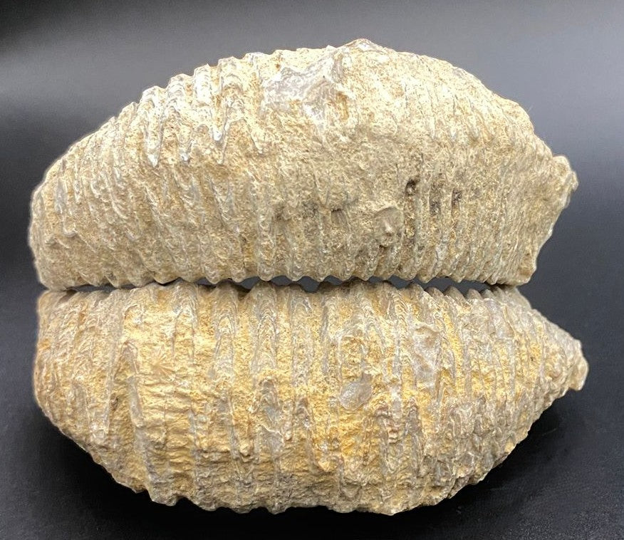 Set specimene de fosile din stridie pe fundal negru