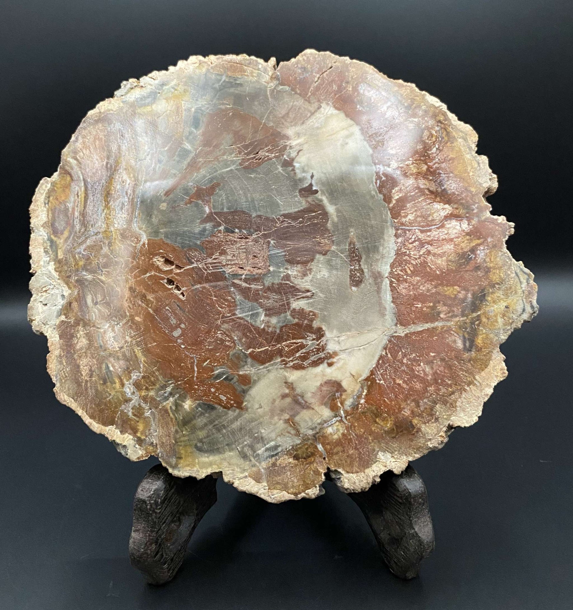 Felie decorativa de Lemn Pietrificat pe suport din lemn natural